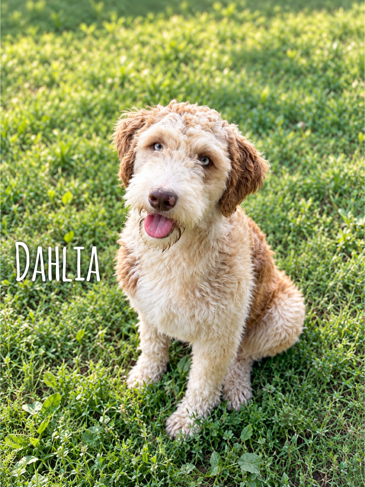 Dahlia